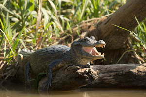 caiman